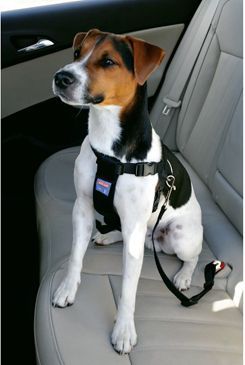 Postroj pes Bezpečnostní do auta M Zolux Zolux S.A.S.
